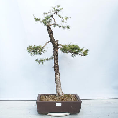 Outdoor bonsai -Larix decidua - Modrzew liściasty - 1