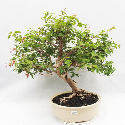 Room Bonsai - Australian Cherry - Eugenia uniflora - 1
