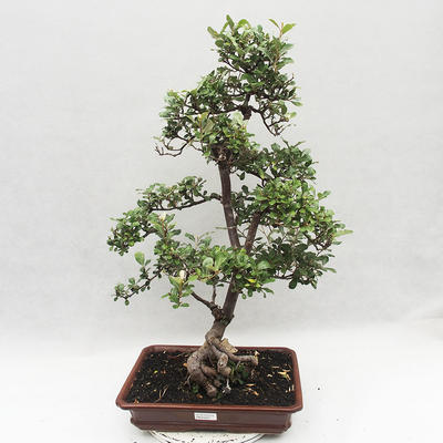 Kryty bonsai -Eleagnus - Hlošina - 1