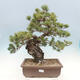 Bonsai ogrodowe - Pinus parviflora - sosna drobnokwiatowa - 1/5