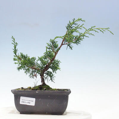 Outdoor bonsai - Juniperus chinensis Itoigawa-jałowiec chiński - 1