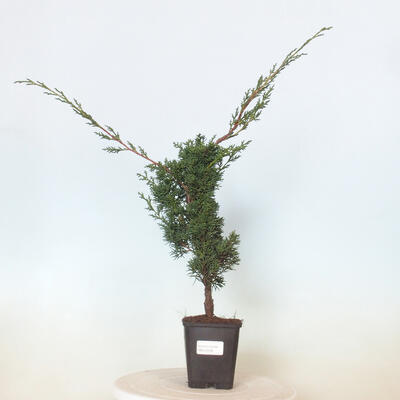 Outdoor bonsai - Juniperus chinensis Kishu - chiński jałowiec