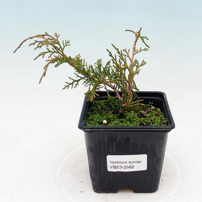 Outdoor bonsai - Juniperus chinensis Itoigawa-jałowiec chiński