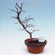 Plenerowe bonsai - Chaneomeles chinensis - chińska pigwa - 1/4