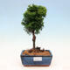 Outdoor bonsai - Cham.pis obtusa Nana Gracilis - Cypress - 1/3