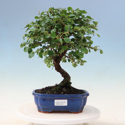 Plenerowe bonsai - Irga pozioma - Drzewo skalne - 1