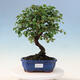 Plenerowe bonsai - Irga pozioma - Drzewo skalne - 1/2