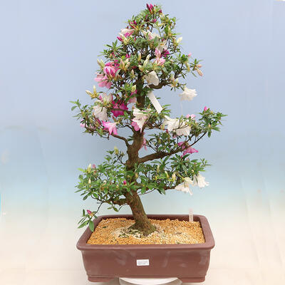Outdoor bonsai - azalia japońska SATSUKI- Azalea KINSHO - 1