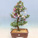 Outdoor bonsai - azalia japońska SATSUKI- Azalea KINSHO - 1/7