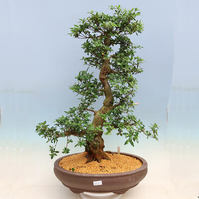 Outdoorowe bonsai - azalia japońska SATSUKI- Azalea SHUSHUI - 1