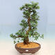 Outdoorowe bonsai - azalia japońska SATSUKI- Azalea SHUSHUI - 1/6