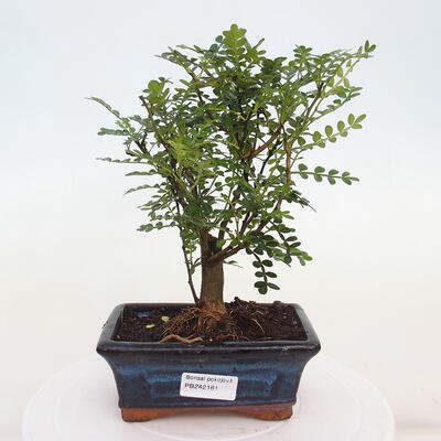 Kryty bonsai - Zantoxylum piperitum - Mięta pieprzowa - 1