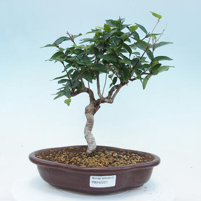Kryty Bonsai - Wiśnia Australijska - Eugenia uniflora