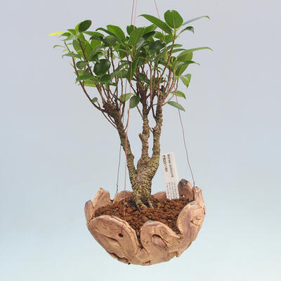 Kokedama w ceramice - figowiec drobnolistny - kimona Ficus - 1