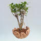 Kokedama w ceramice - figowiec drobnolistny - kimona Ficus - 1/2