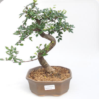 Kryty bonsai - Ulmus parvifolia - Wiąz drobnolistny PB2201122 - 1