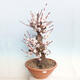 Outdoor bonsai - morela japońska - Prunus Mume - 1/6