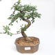 Kryty bonsai - Ulmus parvifolia - Wiąz drobnolistny PB2201122 - 1/3