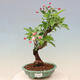 Outdoor bonsai -Malus Halliana - owocach jabłoni - 1/7