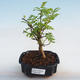 Kryty bonsai - Zantoxylum piperitum - ziarno pieprzu - 1/5