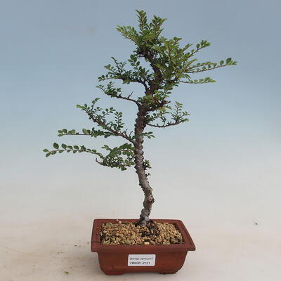 Bonsai outdoor - Ulmus parvifolia SAIGEN - Wiąz drobnolistny - 1