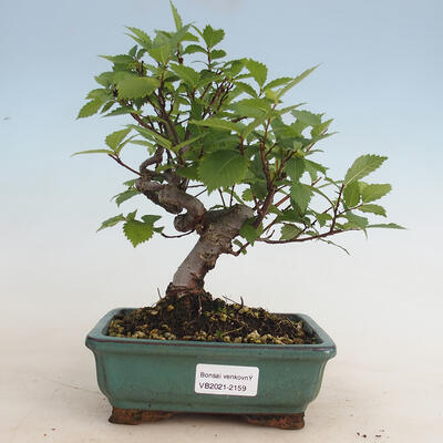 Outdoor bonsai-Ulmus Glabra-Solid clay