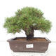 Bonsai ogrodowe - Pinus thunbergii - Sosna Thunberg - 1/4