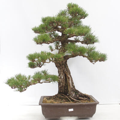 Bonsai ogrodowe - Pinus thunbergii - Sosna Thunberg - 1
