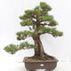Bonsai ogrodowe - Pinus thunbergii - Sosna Thunberg - 1/5