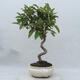 Outdoor bonsai -Malus Halliana - owocach jabłoni - 1/4