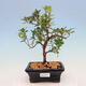 Outdoor bonsai - Rhododendron sp. - Różowa azalia - 1/2