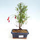 Kryte bonsai-PUNICA granatum nana-granat - 1/4