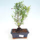 Kryte bonsai-PUNICA granatum nana-granat - 1/4