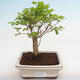 Kryty bonsai -Ligustrum chinensis - Ptasi dziób PB2201223 - 1/3
