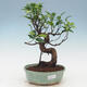 bonsai Room - kimmen Ficus - malolistý ficus - 1/2