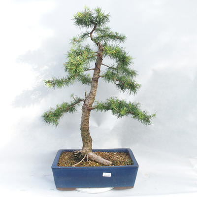 Outdoor bonsai -Larix decidua - modrzew - 1