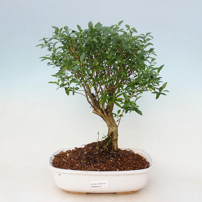 bonsai Room - serissa foetida - Drzewo z tysiąca gwiazdek