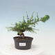 Outdoor bonsai -Larix decidua - Modrzew - 1/4