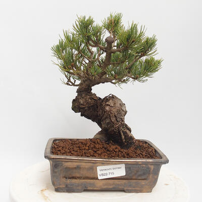 Outdoor bonsai - Pinus parviflora - Sosna biała - 1