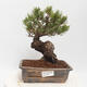 Outdoor bonsai - Pinus parviflora - Sosna biała - 1/4