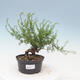 Outdoor bonsai -Larix decidua - Modrzew - 1/4
