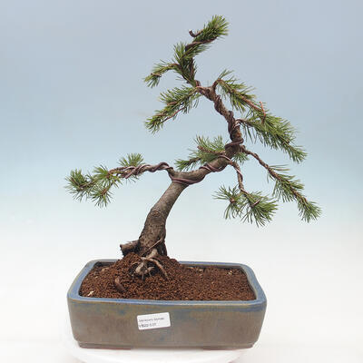 Bonsai ogrodowe - Pinus mugo - Sosna Klęcząca - 1