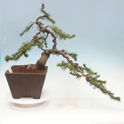Bonsai ogrodowe - Pinus mugo - Sosna Klęcząca - 1