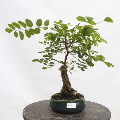 Bonsai ogrodowe - Pinus sylvestris Watereri - sosna zwyczajna - 1