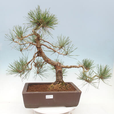 Bonsai ogrodowe - Pinus sylvestris Watereri - sosna zwyczajna - 1