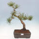 Bonsai ogrodowe - Pinus sylvestris Watereri - sosna zwyczajna - 1/5