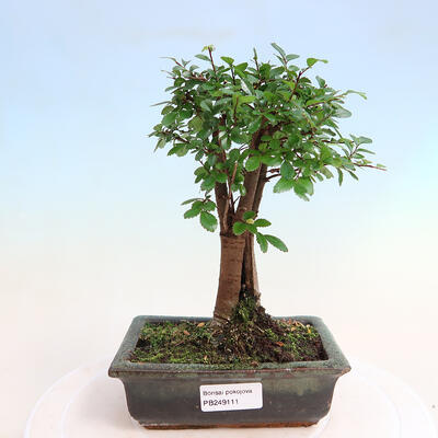 Bonsai ogrodowe - Pinus Nigra - Sosna czarna - 1