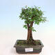 Bonsai ogrodowe - Pinus Nigra - Sosna czarna - 1/5