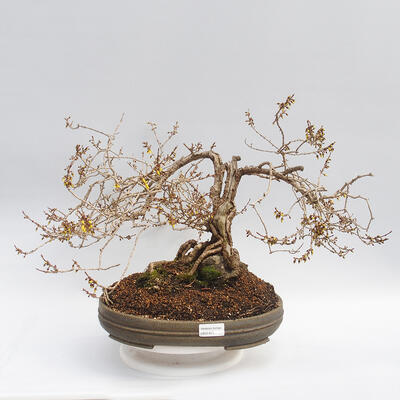 Outdoor bonsai - Forsythia - Forsythia intermedia maluch - 1