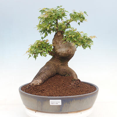 Outdoor bonsai - Maple Buergerianum - Burger Maple - 1